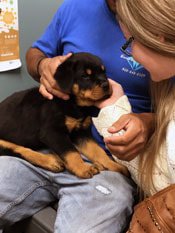 Rottweiler Puppy with new owners